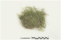 藏品(扁枝棉苔變種)的圖片